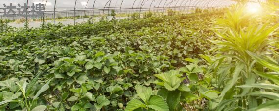 農(nóng)業(yè)發(fā)展經(jīng)營(yíng)范圍及樹木種植注冊(cè)指南