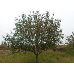 邳州市石博苗木種植專業合作社 專業樹木種植，助力生態建設與綠化發展