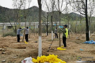 北京興延高速昌平段完成6600畝樹木栽植，構筑京北綠色生態走廊