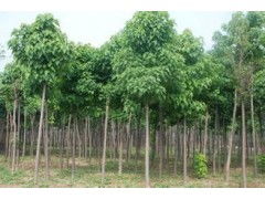 河南省太康縣國新苗木種植專業合作社 優質速生楸樹，規格齊全，大量供應