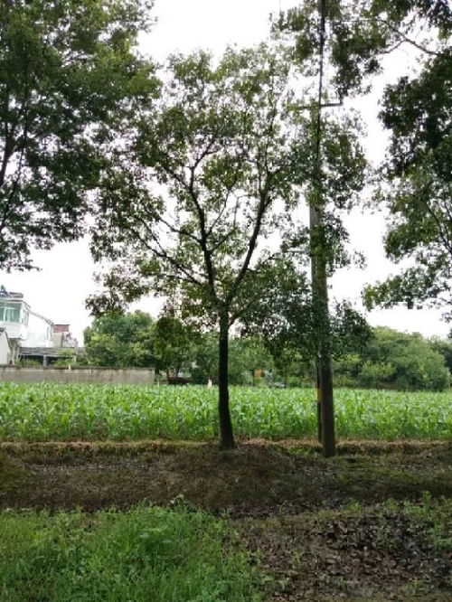恭喜星創苗木種植園入駐苗木通 江蘇劉星，值得您信賴的樹木種植合作伙伴