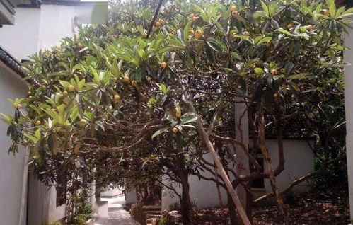 庭院綠意指南 精選花草樹木三大類圖鑒與種植要訣